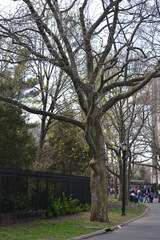 Platanus × hispanica