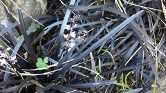 Ophiopogon planiscapus