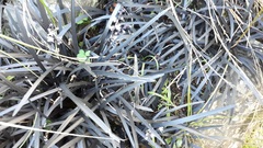 Ophiopogon planiscapus