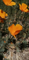 Eschscholzia californica