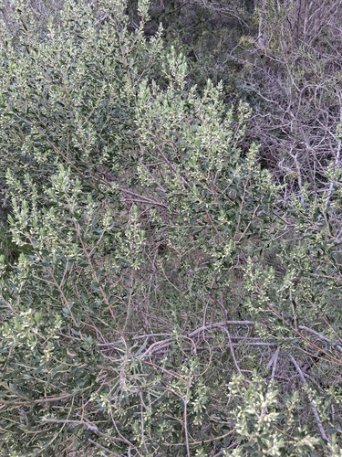 Baccharis dracunculifolia, photograph 4