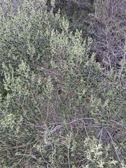 Baccharis dracunculifolia, photograph (c) Magdalena Carabio Foti, some rights reserved (CC BY)