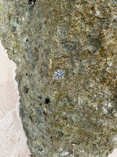 Acmaea antillarum, 2026-08-08