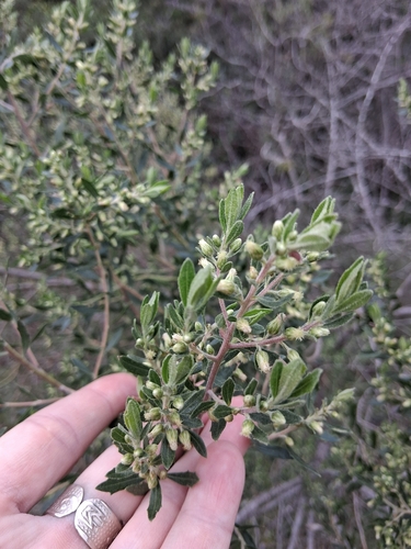 Baccharis dracunculifolia, photograph 5