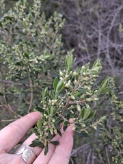 Baccharis dracunculifolia, photograph (c) Magdalena Carabio Foti, some rights reserved (CC BY)