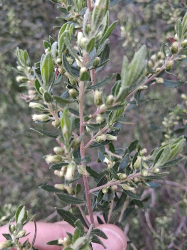 Baccharis dracunculifolia, photograph 6