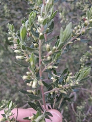 Baccharis dracunculifolia, photograph (c) Magdalena Carabio Foti, some rights reserved (CC BY)