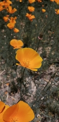Eschscholzia californica