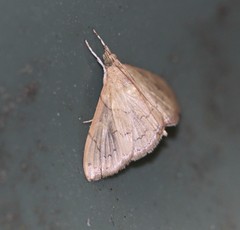 Hyalobathra crenulata