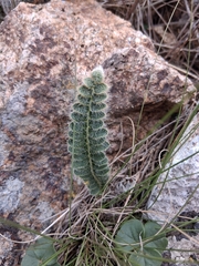 Pleopeltis lepidopteris