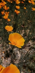 Eschscholzia californica