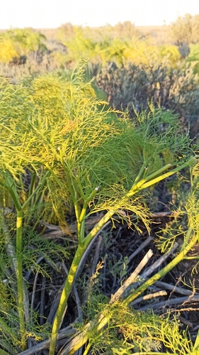 Ferula songarica