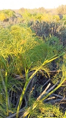Ferula songarica