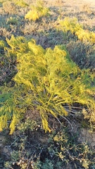 (c) ivansemenkov, some rights reserved (CC BY) Ferula songarica, photograph (c) ivansemenkov, some rights reserved (CC BY)
