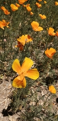 Eschscholzia californica