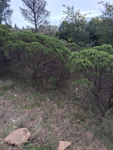 Baccharis aliena