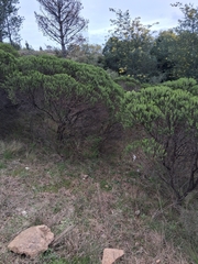 Baccharis aliena
