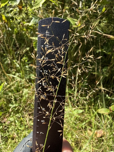 Poa palustris, photograph 6