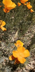 Eschscholzia californica