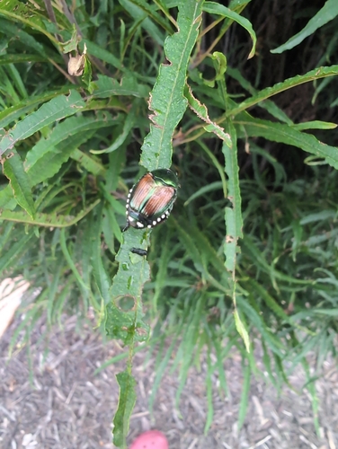 Japanese Beetle