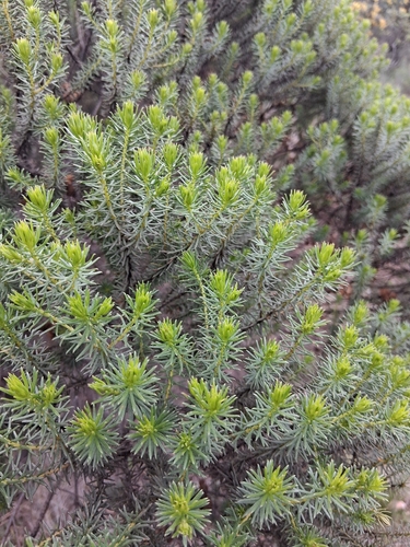 Baccharis aliena, photograph 2