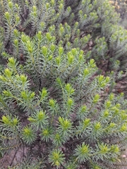 Baccharis aliena, photograph (c) Magdalena Carabio Foti, some rights reserved (CC BY)