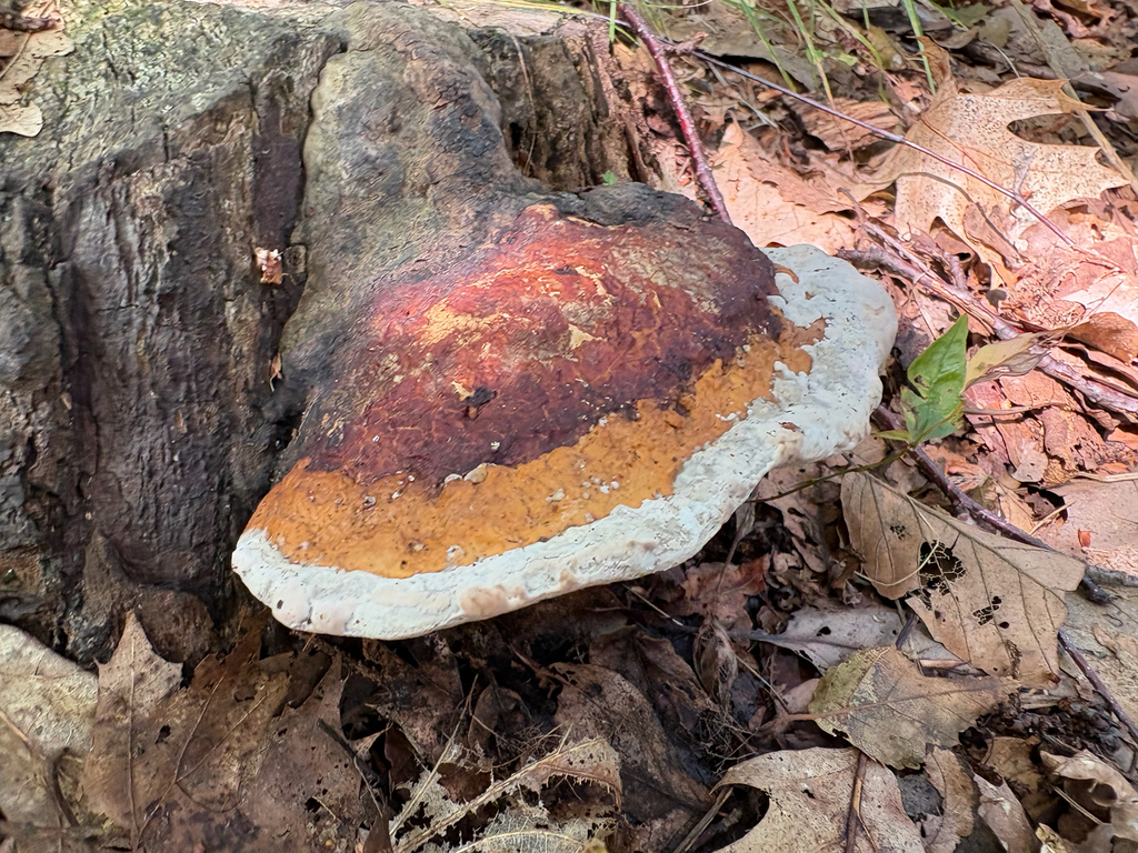 Northern Red Belt · August 2026 · photo: Photo: no rights reserved · iNaturalist