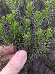 Baccharis aliena, photograph (c) Magdalena Carabio Foti, some rights reserved (CC BY)