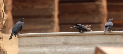 iNaturalist observation photo of Brewer's Blackbird
