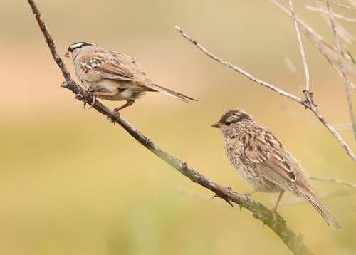 iNaturalist observation photo of White-crowned Sparrow