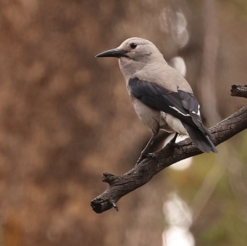 iNaturalist observation photo of Clark's Nutcracker