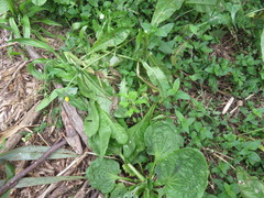 Haloragis erecta erecta