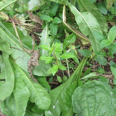 Haloragis erecta erecta