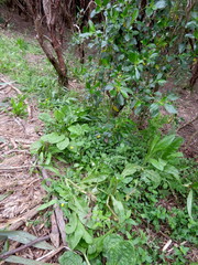 Haloragis erecta erecta