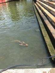 Varanus salvator macromaculatus