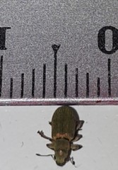 Pachyrhinus lethierryi