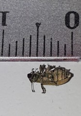 Pachyrhinus lethierryi