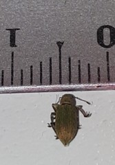 Pachyrhinus lethierryi