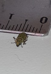 Pachyrhinus lethierryi