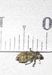Pachyrhinus lethierryi