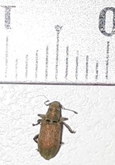 Pachyrhinus lethierryi