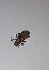 Pachyrhinus lethierryi