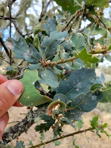 iNaturalist observation photo of Alvord Oak