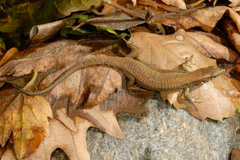 Algyroides moreoticus