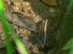Leptodactylus fuscus