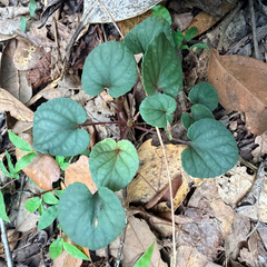 Viola walteri