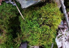 Thuidiopsis