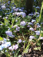 Myosotis alpestris