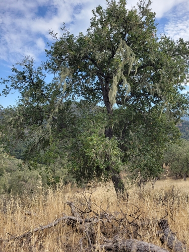 iNaturalist observation photo of coast live oak
