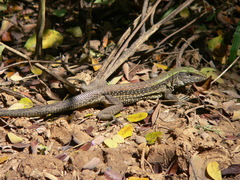 Ameiva praesignis
